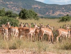Ruaha National Park grant%27s gazelle