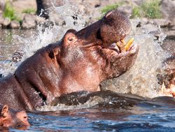 Ruaha National Park hippo in the river