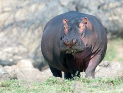 Ruaha National Park hippo