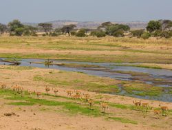 Ruaha National Park impala and landscape