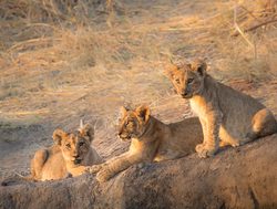 Ruaha National Park lion cubs