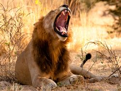 Ruaha National Park male lion roaring