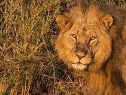 Ruaha National Park male lion
