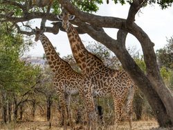 Ruaha National Park pair of giraffe