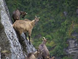 Sagarmatha National Park himalayan tahr