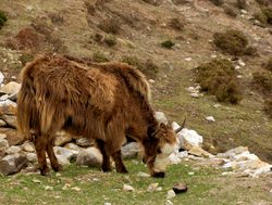 Sagarmatha National Park yak eating