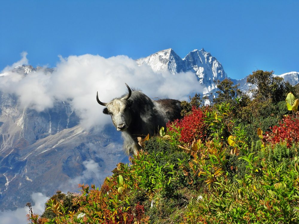 Sagarmatha National Park