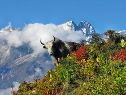 Sagarmatha National Park yak