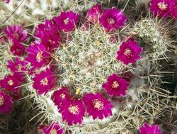 Saguaro National Park flowering cactus