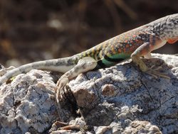 Saguaro National Park greater earless lizard