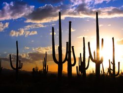Saguaro National Park sun through the cactus