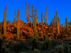 Saguaro National Park sunlit cactus