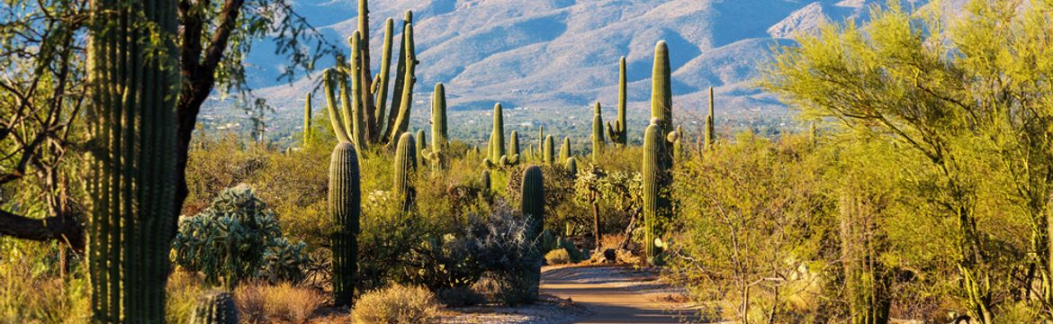 Featured image for Saguaro National Park