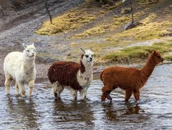 Llamas in stream of Sajama National Park
