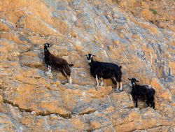 Samaria Gorge National Park ferel goats