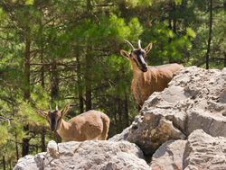 Samaria Gorge National Park goats