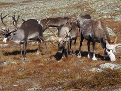 Sarek National Park reindeer herd