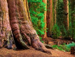 Sequoia National Park base of sequoia tree