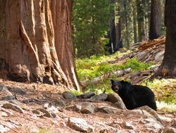 Sequoia National Park black bear