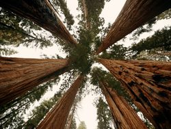 Sequoia National Park gazing up