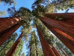Sequoia National Park grove of sequoias