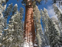 Sequoia National Park in snow