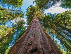Sequoia National Park large massive tree