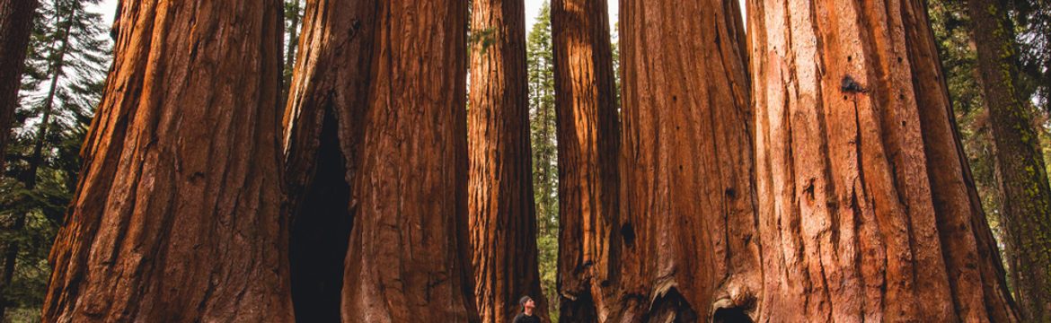 Featured image for Sequoia National Park