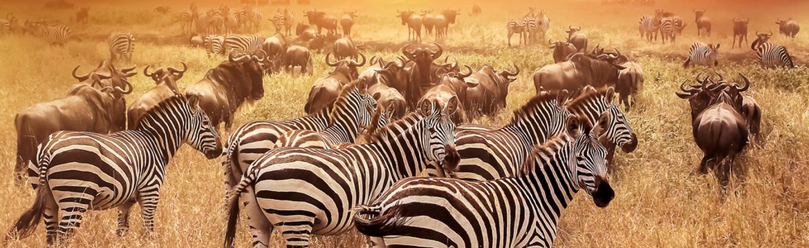 Featured image for Serengeti National Park