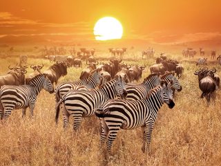 20210211230937-Serengeti National Park zebra and wildebeest.jpg