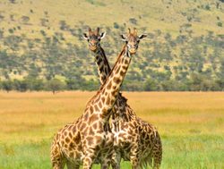 Serengeti National Park giraffe