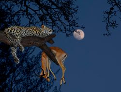 Serengeti National Park leopard with a kill