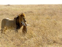 Serengeti National Park lion with a kill