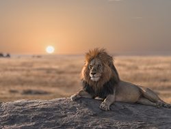 Serengeti National Park male lion