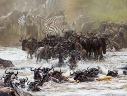 Serengeti National Park migration and mara river