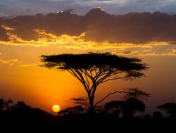 Serengeti National Park sunset
