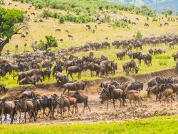 Serengeti National Park wildebeest migration
