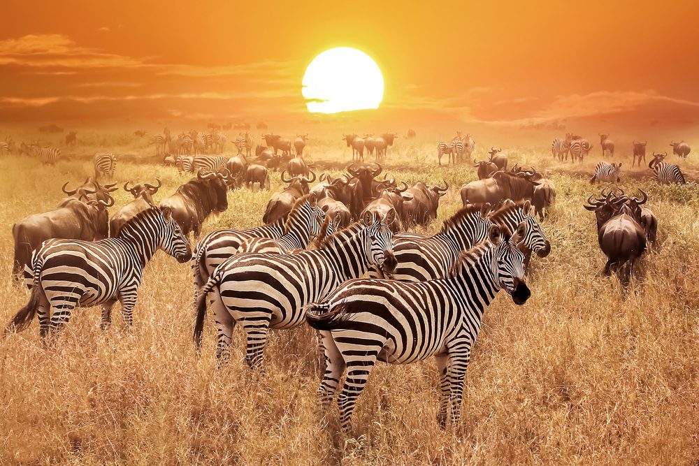 Serengeti National Park (Official GANP Park Page)
