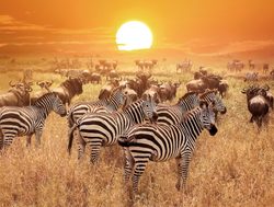 Serengeti National Park zebra and wildebeest