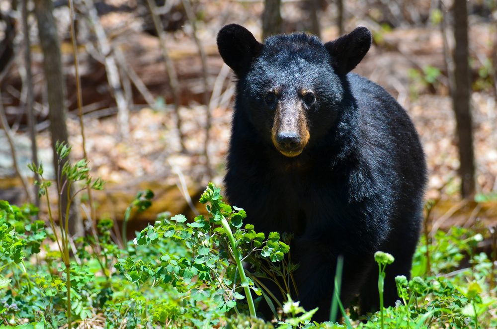 American Black Bear - Shenandoah National Park (U.S. National Park Service)