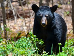 Shenandoah National Park black bear