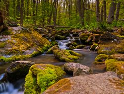 Shenandoah National Park stream