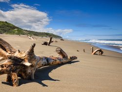 Sigatoka Sand Dunes National Park beach driftwood