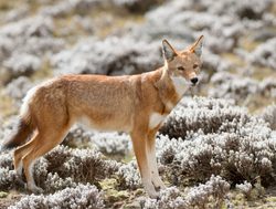Simien Mountains National Park ethiopian wolf in full