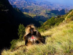 Simien Mountains National Park gelada baboon sitting