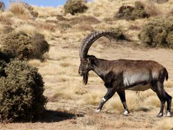 Simien Mountains National Park ibex