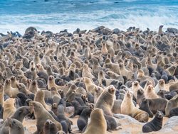 Skeleton Coast National Park beach of seals