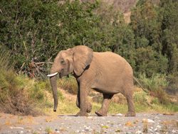 Skeleton Coast National Park elephant walking