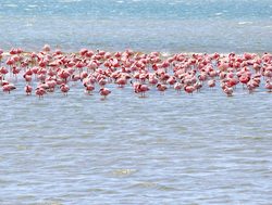 Skeleton Coast National Park flamingos in the ocean shallows