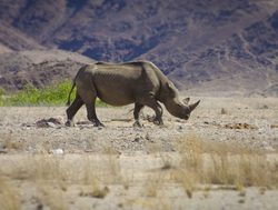 Skeleton Coast National Park rhinoceros